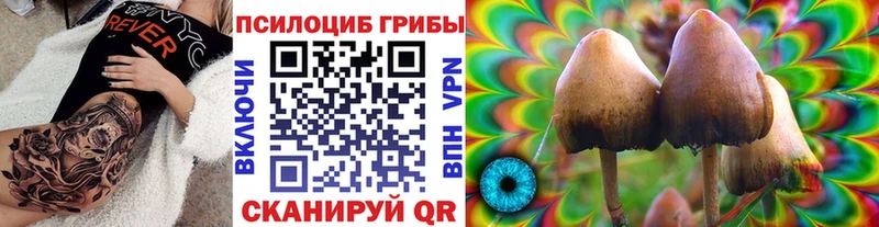 где можно купить   Железногорск  Псилоцибиновые грибы прущие грибы 